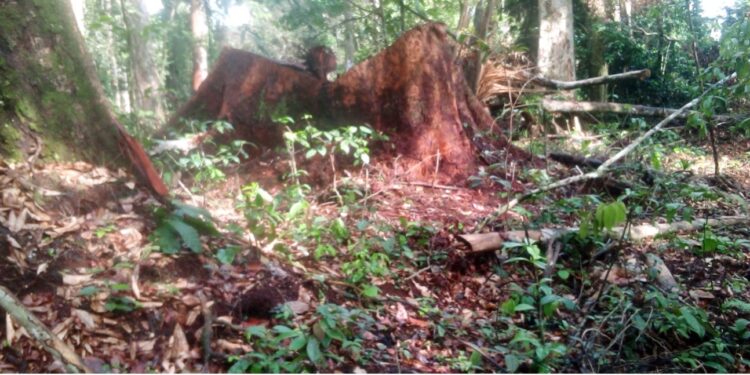 A large tree stump in the Gba Community Forest allegedly harvested illegally by Westwood Corporation outside the designated 450-acre zone.