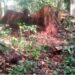 A large tree stump in the Gba Community Forest allegedly harvested illegally by Westwood Corporation outside the designated 450-acre zone.