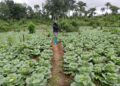 A Liberian woman farmer walks between rows of lush green cabbage on a demonstration farm in Yellequelleh District, Bong County, as part of an IECD-supported sustainable agriculture program.
