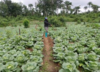 A Liberian woman farmer walks between rows of lush green cabbage on a demonstration farm in Yellequelleh District, Bong County, as part of an IECD-supported sustainable agriculture program.