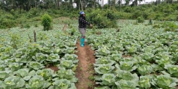 A Liberian woman farmer walks between rows of lush green cabbage on a demonstration farm in Yellequelleh District, Bong County, as part of an IECD-supported sustainable agriculture program.
