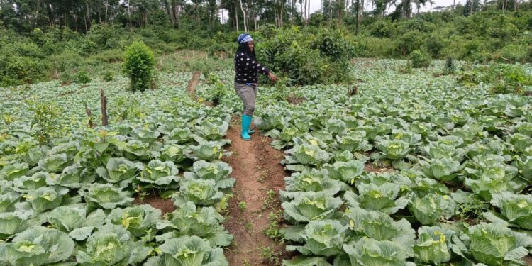 A Liberian woman farmer walks between rows of lush green cabbage on a demonstration farm in Yellequelleh District, Bong County, as part of an IECD-supported sustainable agriculture program.