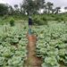 A Liberian woman farmer walks between rows of lush green cabbage on a demonstration farm in Yellequelleh District, Bong County, as part of an IECD-supported sustainable agriculture program.