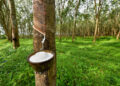 President Joseph Boakai signs Executive Order No. 151 banning raw rubber exports to promote local processing in Liberia.