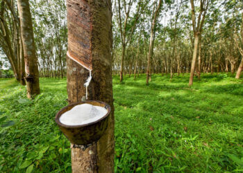 President Joseph Boakai signs Executive Order No. 151 banning raw rubber exports to promote local processing in Liberia.