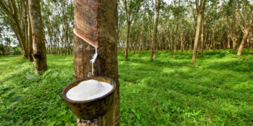 President Joseph Boakai signs Executive Order No. 151 banning raw rubber exports to promote local processing in Liberia.