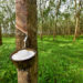 President Joseph Boakai signs Executive Order No. 151 banning raw rubber exports to promote local processing in Liberia.
