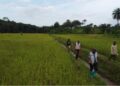 Liberia’s Ministry of Agriculture officials walking through a rice field during an inspection tour.