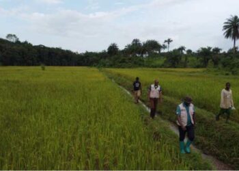 Liberia’s Ministry of Agriculture officials walking through a rice field during an inspection tour.
