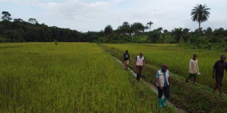 Liberia’s Ministry of Agriculture officials walking through a rice field during an inspection tour.