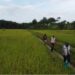 Liberia’s Ministry of Agriculture officials walking through a rice field during an inspection tour.