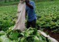 Liberian farmer harvesting leafy vegetables in a field.