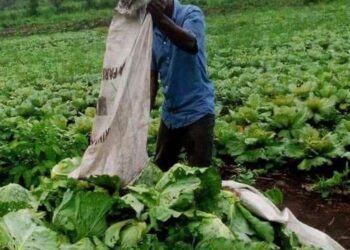 Liberian farmer harvesting leafy vegetables in a field.