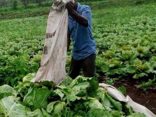 Liberian farmer harvesting leafy vegetables in a field.