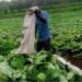 Liberian farmer harvesting leafy vegetables in a field.
