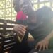 Bill Peters, TNIMA student and whistleblower, seated in custody after his arrest in Monrovia.