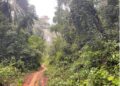 A footpath in the lush Lower Wedjah Community Forest in Sinoe County, Liberia, now protected under a new cash-for-conservation deal.