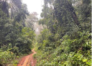 A footpath in the lush Lower Wedjah Community Forest in Sinoe County, Liberia, now protected under a new cash-for-conservation deal.