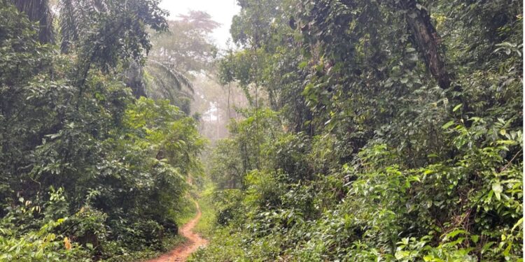 A footpath in the lush Lower Wedjah Community Forest in Sinoe County, Liberia, now protected under a new cash-for-conservation deal.