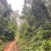 A footpath in the lush Lower Wedjah Community Forest in Sinoe County, Liberia, now protected under a new cash-for-conservation deal.