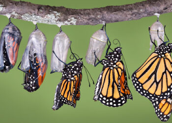 “The Pain Of Metamorphosis”