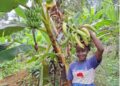 Beatrice Pah, member of the Climate-Smart Agriculture Project, showcases plantain crops at PADEV’s Sarbo Geeken demonstration site in Rivergee County.