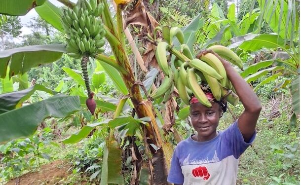 Beatrice Pah, member of the Climate-Smart Agriculture Project, showcases plantain crops at PADEV’s Sarbo Geeken demonstration site in Rivergee County.