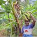 Beatrice Pah, member of the Climate-Smart Agriculture Project, showcases plantain crops at PADEV’s Sarbo Geeken demonstration site in Rivergee County.