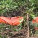 The body of missing man Augustine Nyaweh found buried in a swamp in Mount Barclay, prompting a police investigation into suspected mob killing.
