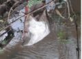 A plastic bag floats in the Wea River where the body of a 14-year-old girl was found, as the search for her missing cousin continues in Weala, Margibi County.