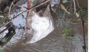 A plastic bag floats in the Wea River where the body of a 14-year-old girl was found, as the search for her missing cousin continues in Weala, Margibi County.