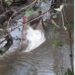 A plastic bag floats in the Wea River where the body of a 14-year-old girl was found, as the search for her missing cousin continues in Weala, Margibi County.