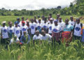 Farmers from RiverCess and Grand Bassa participate in a rice field training under CHAP’s System of Rice Intensification program to boost yields and food security.