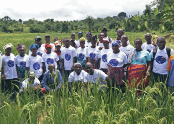 Farmers from RiverCess and Grand Bassa participate in a rice field training under CHAP’s System of Rice Intensification program to boost yields and food security.