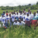 Farmers from RiverCess and Grand Bassa participate in a rice field training under CHAP’s System of Rice Intensification program to boost yields and food security.