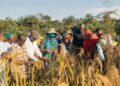 Local farmers and development partners harvest upland rice in Kpaquelleh Clan, Bong County, during the 100-acre Collective Impact–Panta Pride Foundation initiative.