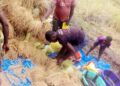 Farmers from Four United Brothers Cooperative in Lofa County harvest rice as part of their efforts to revive local agriculture and improve food security.
