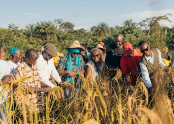 Local farmers and development partners harvest upland rice in Kpaquelleh Clan, Bong County, during the 100-acre Collective Impact–Panta Pride Foundation initiative.