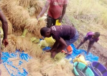 Farmers from Four United Brothers Cooperative in Lofa County harvest rice as part of their efforts to revive local agriculture and improve food security.