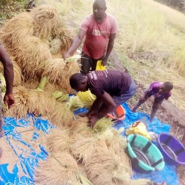 Farmers from Four United Brothers Cooperative in Lofa County harvest rice as part of their efforts to revive local agriculture and improve food security.