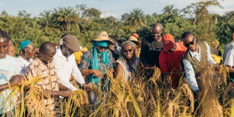 Local farmers and development partners harvest upland rice in Kpaquelleh Clan, Bong County, during the 100-acre Collective Impact–Panta Pride Foundation initiative.