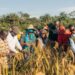 Local farmers and development partners harvest upland rice in Kpaquelleh Clan, Bong County, during the 100-acre Collective Impact–Panta Pride Foundation initiative.
