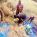 Farmers from Four United Brothers Cooperative in Lofa County harvest rice as part of their efforts to revive local agriculture and improve food security.