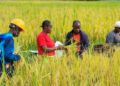 Students and residents of Voinjama harvest rice at Lofa County University’s demonstration farm, marking progress toward Liberia’s goal of food self-sufficiency.