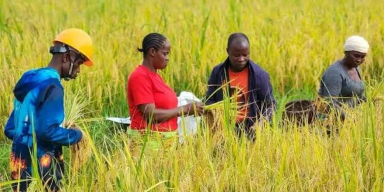 Students and residents of Voinjama harvest rice at Lofa County University’s demonstration farm, marking progress toward Liberia’s goal of food self-sufficiency.