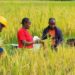Students and residents of Voinjama harvest rice at Lofa County University’s demonstration farm, marking progress toward Liberia’s goal of food self-sufficiency.