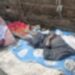 covered bodies of men who reportedly smoked kush