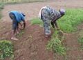 Two Liberian women weeding a farm field as part of the Future Farmers of Liberia Empowerment for Women project in Bong County.
