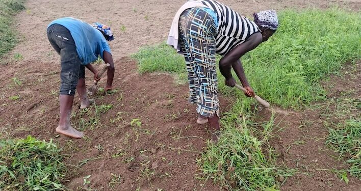 Two Liberian women weeding a farm field as part of the Future Farmers of Liberia Empowerment for Women project in Bong County.