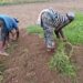 Two Liberian women weeding a farm field as part of the Future Farmers of Liberia Empowerment for Women project in Bong County.